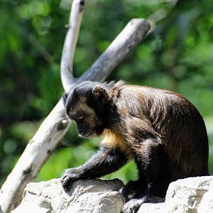 Tufted Capuchin