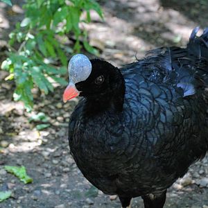 Northern Helmeted Currasow