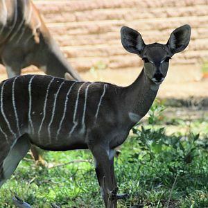 Lesser Kudu calf