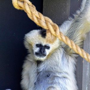 Northern White-cheeked Gibbon
