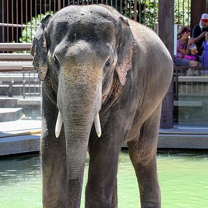 Asian Elephant
