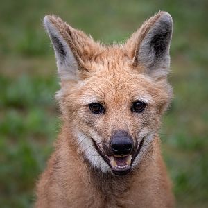 Boli - Maned Wolf portrait / Hamerton / 15-8-20