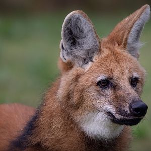 Carlos - Maned Wolf portrait / Hamerton / 15-8-20