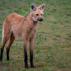 Boli- Maned Wolf / Hamerton / 15-8-20