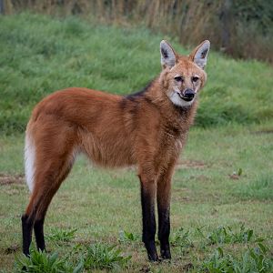 Carlos - Maned Wolf / Hamerton / 15-8-20
