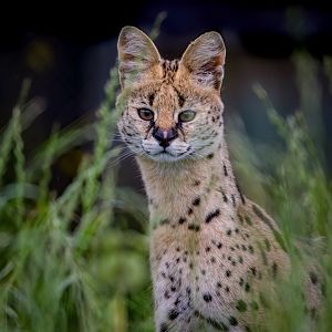 Young Serval /  Hamerton / 15-8-20