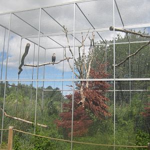 Nordsjællands Fuglepark - Caracara aviary