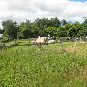 Nordsjællands Fuglepark - Goat exhibit