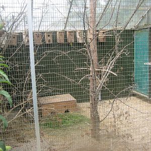 Nordsjællands Fuglepark - Lovebird aviary