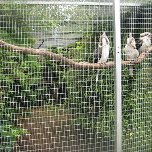 Nordsjællands Fuglepark - Kookaburra aviary