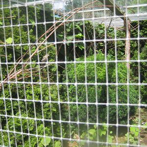 Nordsjællands Fuglepark - Mixed aviary