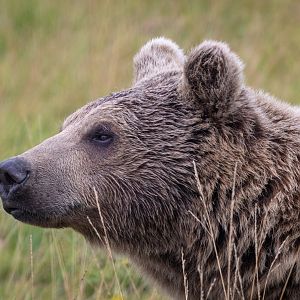 Syrian Brown Bear / Hamerton / 15-8-20