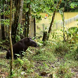 Parque Suruma - Lowland Tapir (Tapirus terrestris)