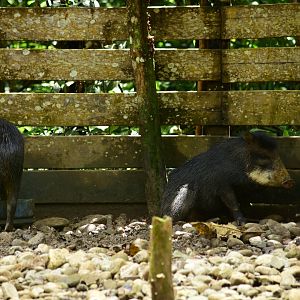 Parque Suruma - White-lipped Peccary (Tayassu pecari)