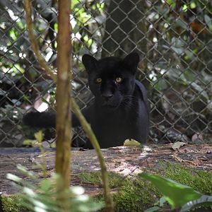 Parque Suruma - Black Jaguar