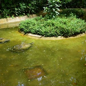 Parque Suruma - Arrau turtle (Podocnemis expansa) exhibit