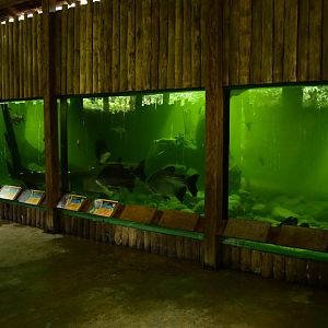 Parque Suruma - Amazonian aquarium