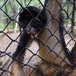 Parque Suruma - White-bellied spider monkey (Ateles belzebuth)