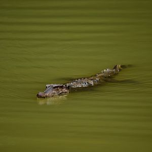 Caiman ID - Smooth-fronted caiman(?)