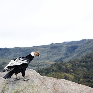 Male Andean Condor (Vultur gryphus)