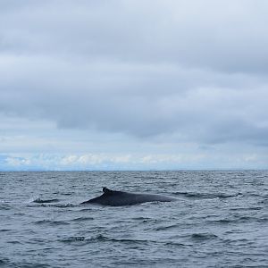 Humpback whale (Megaptera novaeangliae)