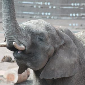 Elephant At Borås Djurpark