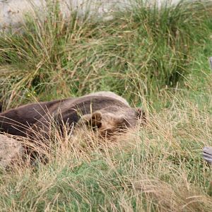 Brown Bear resting.