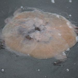 Stranded Jellyfish