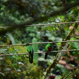 Golden-headed quetzal (Pharomachrus auriceps) pair