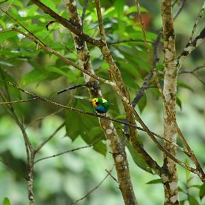 Multicoloured tanager (Chlorochrysa nitidissima) male