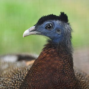 Great argus (Argusianus argus)