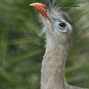 Red-legged seriema (Cariama cristata)