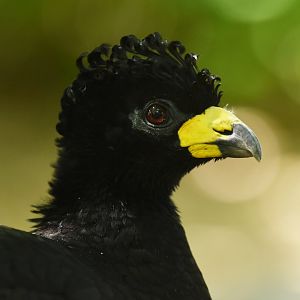 Bare-faced Curassow (Crax fasciolata)