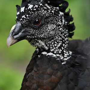 Great currassow (Crax rubra)