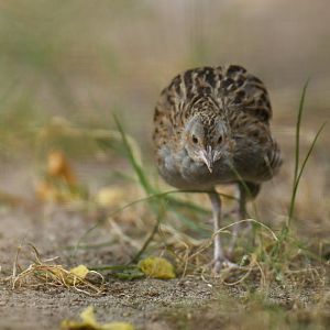 Corncrake (Crex crex)