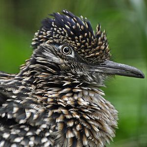 Greater roadrunner (Geococcyx californianus)