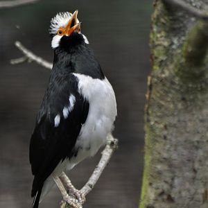 Asian pied starling (Gracupica contra)
