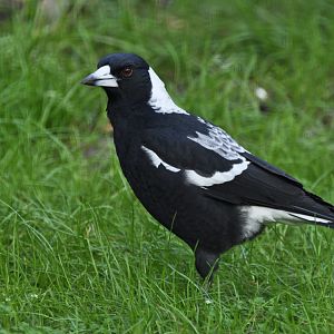 Australian magpie (Gymnorhina tibicen)