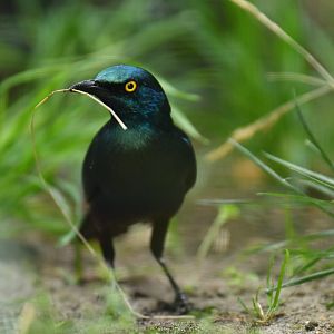 Greater blue-eared glossy-starling (Lamprotornis chalybaeus)