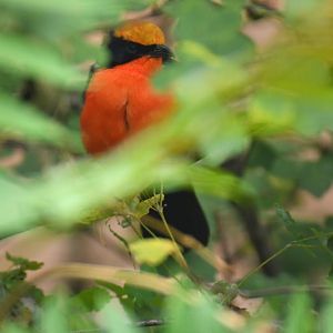 Yellow-crowned gonolek (Laniarius barbarus)