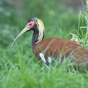 Madagascar crested ibis (Lophotibis cristata)