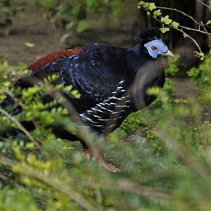Crested fireback (Lophura ignita)