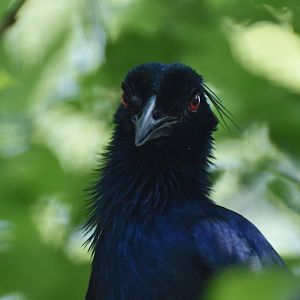 Trumpet manucode (Manucodia keraudreni)