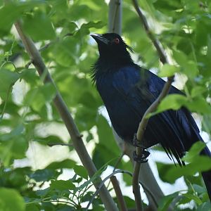 Trumpet manucode (Manucodia keraudreni)