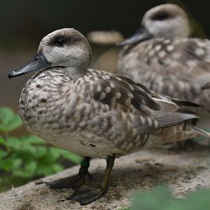 Marbled teal (Marmaronetta angustirostris)