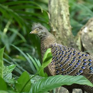 Gray peacock-pheasant (Polyplectron bicalcaratum)