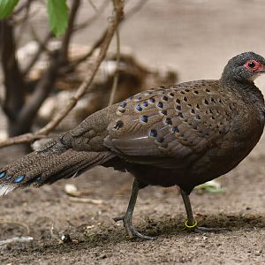 Germain’s peacock-pheasant Polyplectron germaini