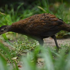 Palawan peacock-pheasant (Polyplectron napoleonis)