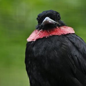 Purple-throated fruitcrow (Querula purpurata)