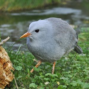 Cagou (Rhynochetos jubatus)